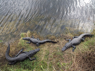Fototapeta premium American Alligators
