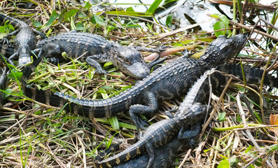 American Alligartor Babies