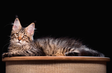Portrait of domestic black tabby mackerel Maine Coon kitten - 3,5 months old. Cat on black background.