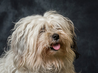 Tibetan Terrier