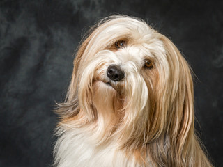 Tibetan Terrier