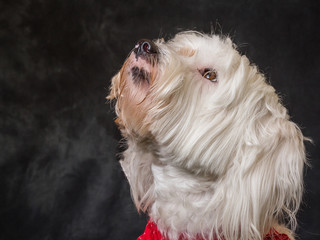 Tibetan Terrier