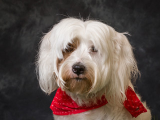 Tibetan Terrier