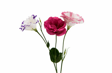 eustoma flower