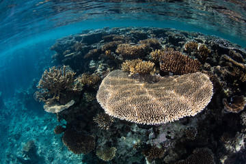 Corals in Shallow Water