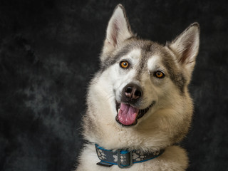 Siberian Husky