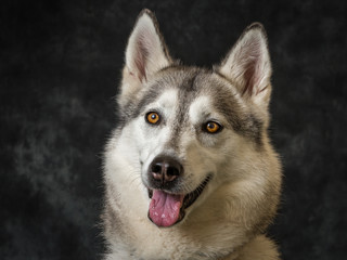 Siberian Husky