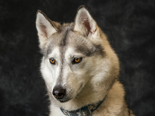Siberian Husky