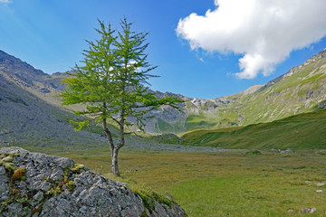 Obraz premium engschtligenalp, adelboden, schweiz 