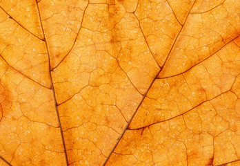 Gold leaf background with texture and pattern