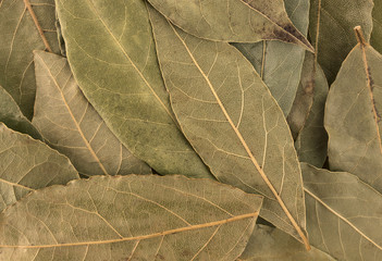 Dry bay leaves background or texture