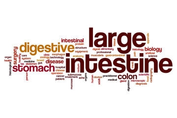 Large intestine word cloud