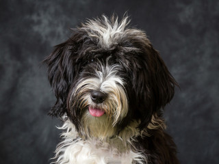 Tibetan Terrier