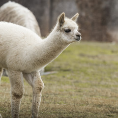 Obraz premium Alpacas at Sacsayhuaman, Incas ruins in the peruvian Andes at Cu