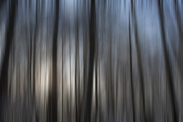 A wintry forest with a motion blur effect.