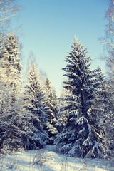 Fototapeta na wymiar A winter wonderland in Finland. Spruces are covered with snow.