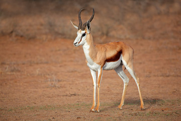 A male springbok antelope (Antidorcas marsupialis), Kalahari desert, South Africa. - obrazy, fototapety, plakaty