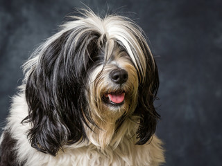 Naklejka na ściany i meble Tibetan Terrier