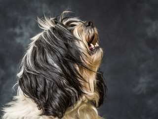 Naklejka premium Tibetan Terrier