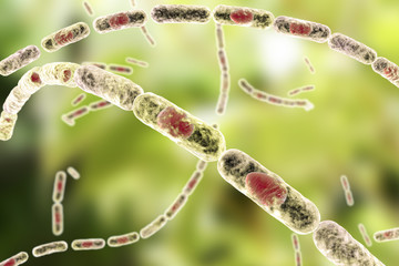 Bacillus anthracis, gram-positive spore forming bacteria which cause anthrax and are used as biological weapon, 3D illustration