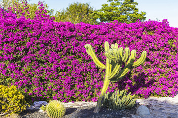 Mediterranean landscape: cactuses and bougainvillea flowers - obrazy, fototapety, plakaty