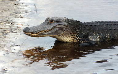 American Alligator