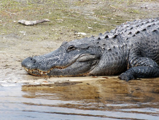 American Alligator