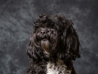 Tibetan Terrier