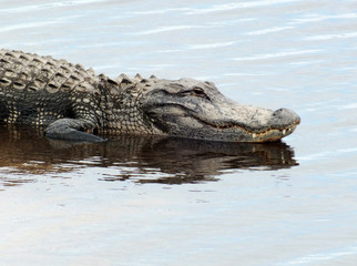 American Alligator