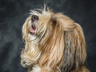 Naklejka premium Tibetan Terrier