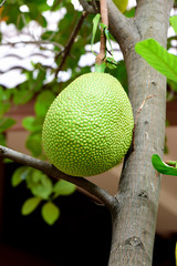 Jackfruit