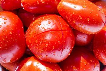 Washed tomatoes ready to become sauce