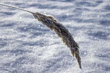 Frosted twig