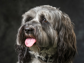 Tibetan Terrier