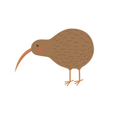 bird kiwi illustration for the children