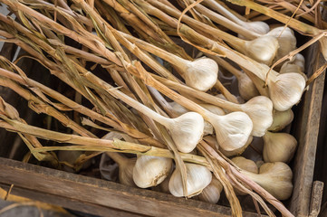 Many heads of garlic drying in a wooden box at the market