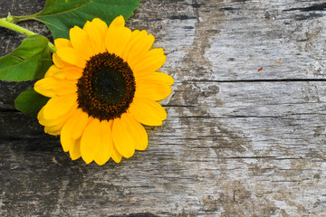 Decorative sunflower on wooden background