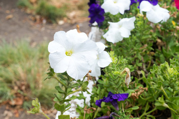 A flower bed with blooming colorful petunia