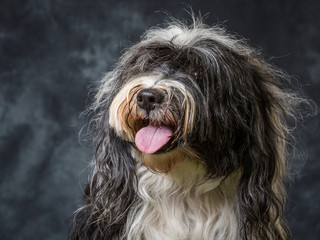 Tibetan Terrier