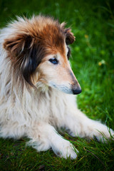 Fototapeta premium Old collie dog portrait