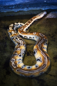  Python snake skin