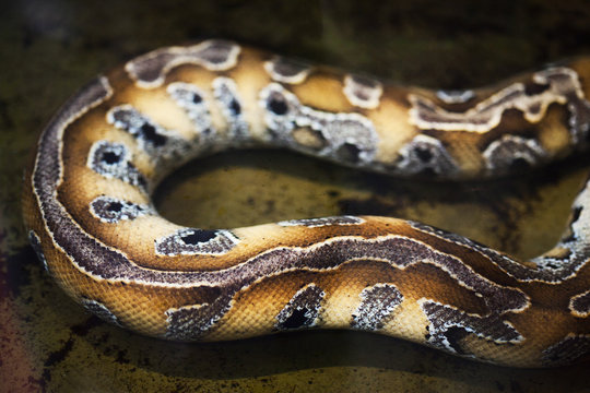 Snake skin pattern