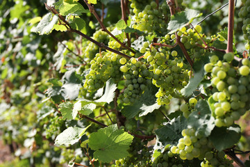 Moselle wine grapes on a vine