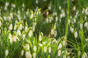 Obraz premium Spring snowdrops on a meadow, with sunlight in the shade. 
