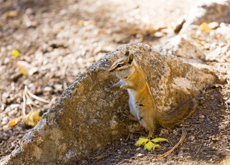 Ground Squirrel