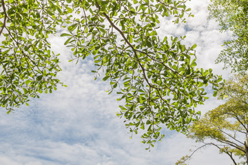 Green leave with sky background.