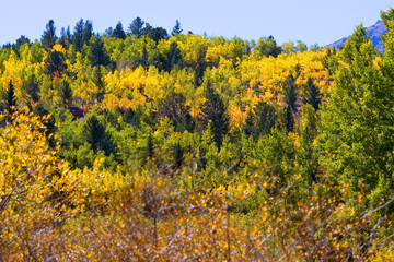 Fototapeta premium Crystal Creek Autumn