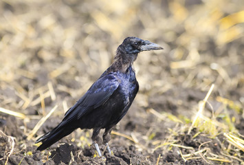 bird black rook stands in the middle of the field