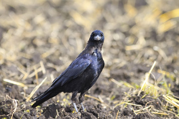 bird black rook stands in the middle of the field