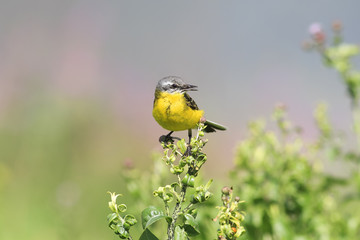 Yellow bird Wagtail sitting on a branch with insect in its beak